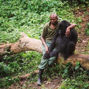 Virunga National Park ranger patrolling dense forest, ensuring the safety of endangered species