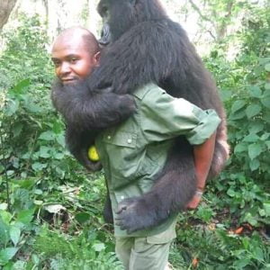 Virunga National Park ranger patrolling dense forest, ensuring the safety of endangered species