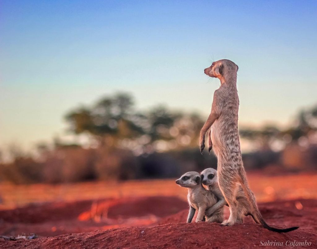 monitoring meerkats