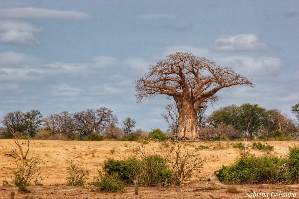 old baobab