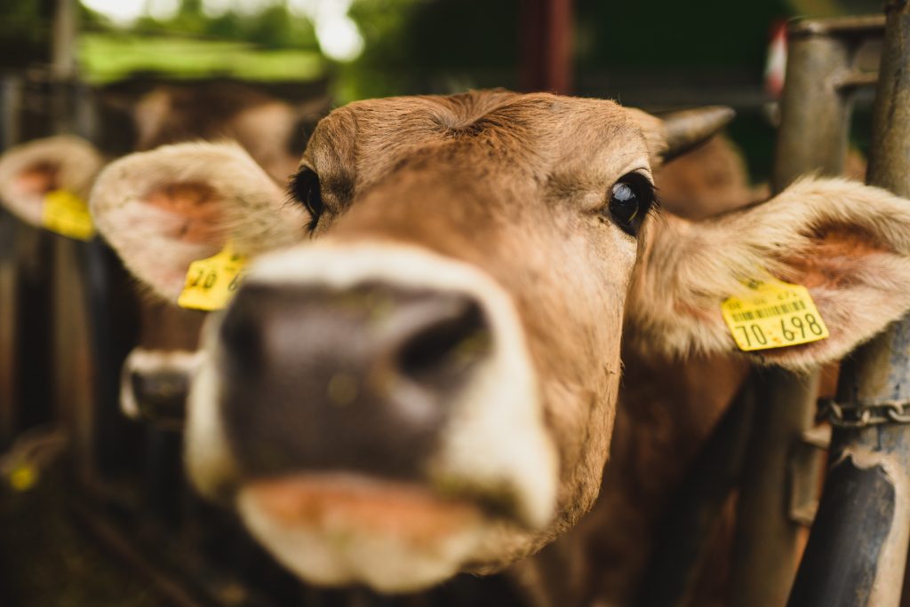 Cattle farming