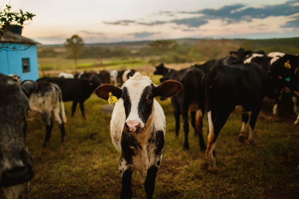 Cattle farming