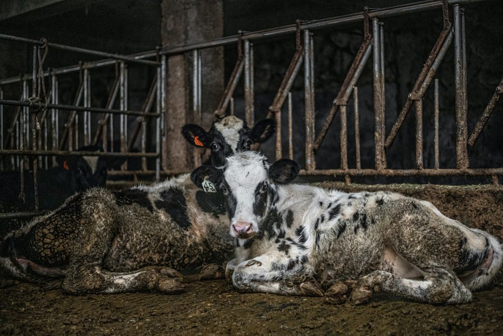 cattle farming