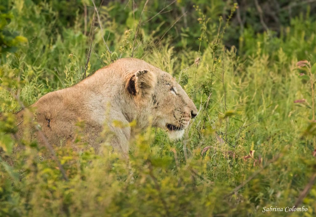 lioness