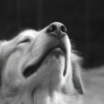 Speciesism: Acknowledging Animal Rights and the Impact of Human Dominance