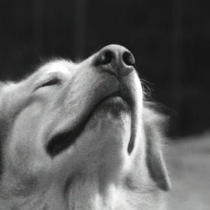 Black and white photograph of a dog illustrating the soulful nature of animals.