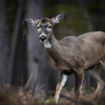 Zombie Deer Disease: The Rising Threat and What You Need to Know