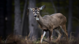 Deer showing signs of zombie deer disease in a forest