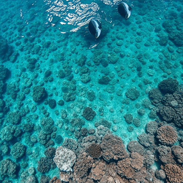 Coral Reef Mass Die-Off
